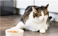 小猫不吃东西怎么办？这几招你得学一下