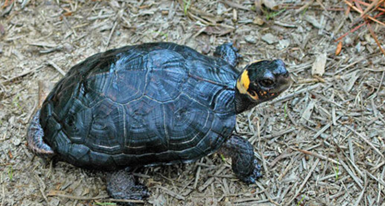 牟氏水龟的生活环境是什么样的？