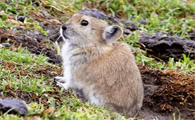 高原鼠兔的自然寿命有多长，这篇文章里有答案！