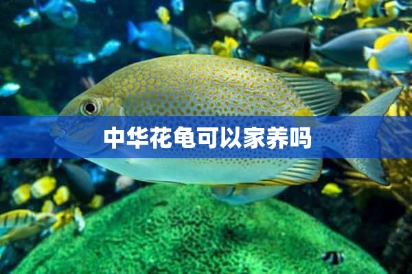 中华花龟可以家养吗