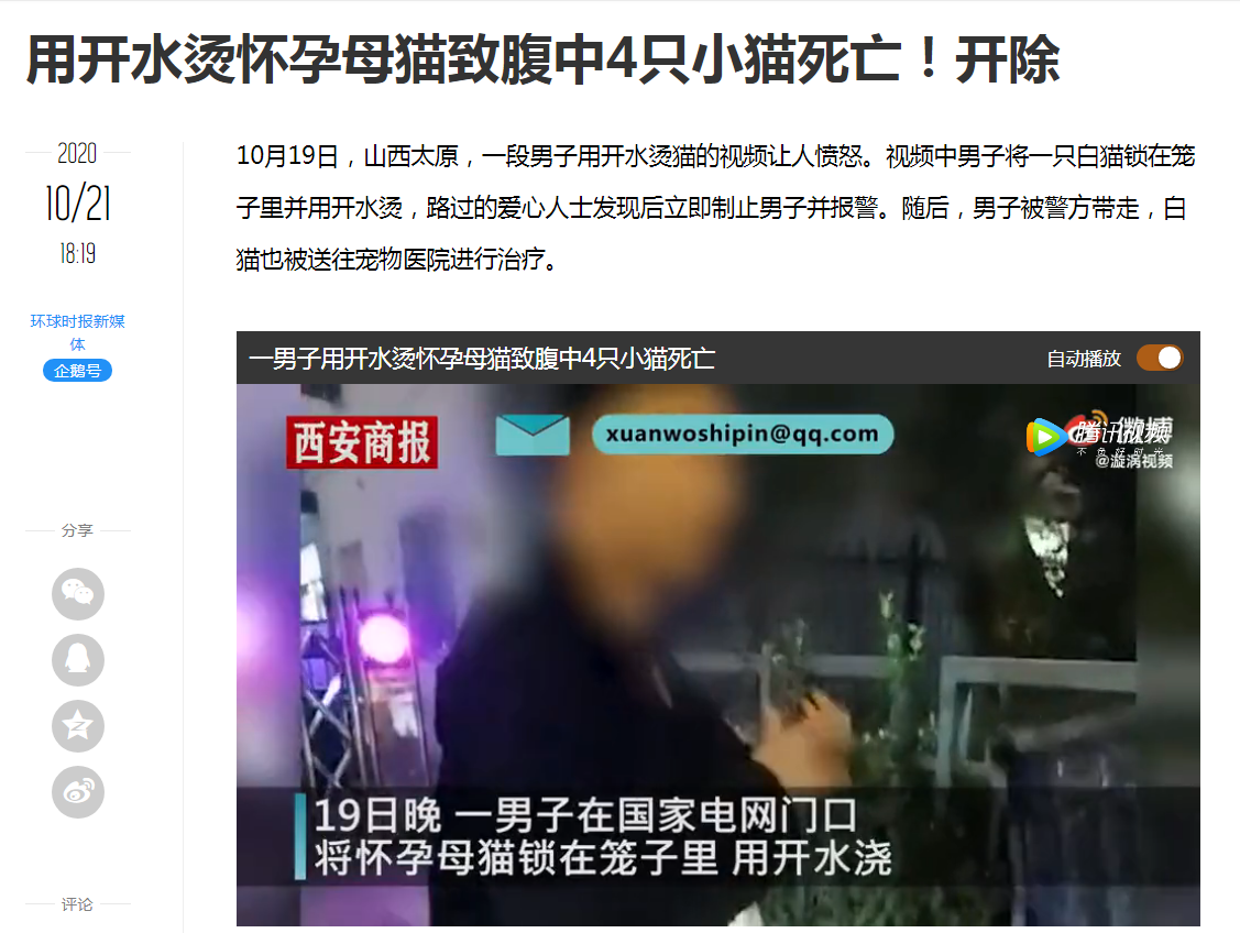 给流浪动物多一点关爱，每一个生命都该被温柔以待！
