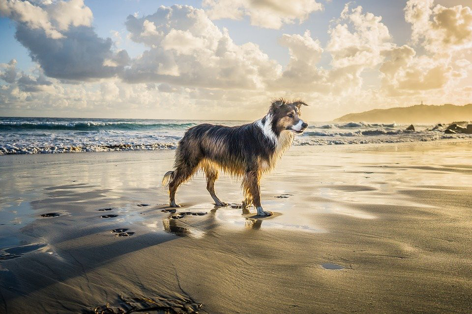 澳牧犬为什么这么贵,澳洲牧羊犬为什么不火,澳大利亚牧羊犬多少钱一只