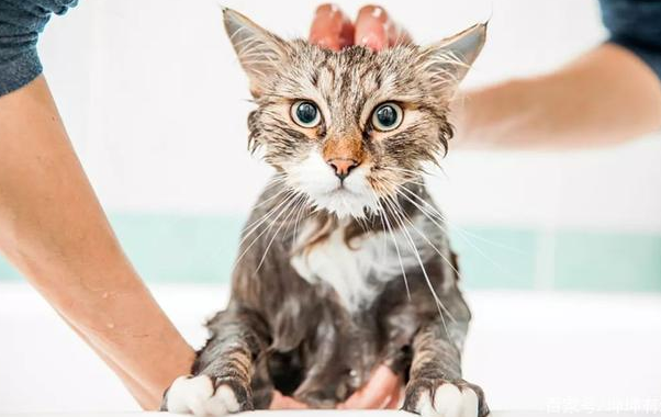 猫咪要洗澡吗？