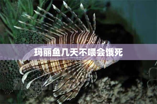 玛丽鱼几天不喂会饿死