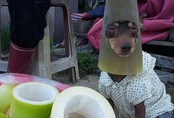 台湾一只狗狗帮主人摆摊卖粽子，竟然成了网红