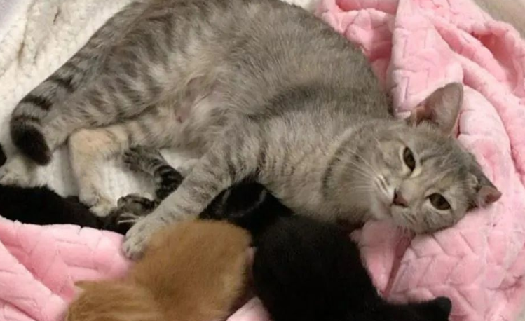 怎么判断母猫抛弃小猫？主要看这个