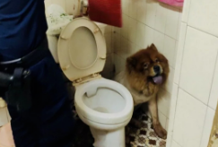 上厕所时，马桶旁突然出现一只松狮犬，屋主看到后吓得急忙报警…