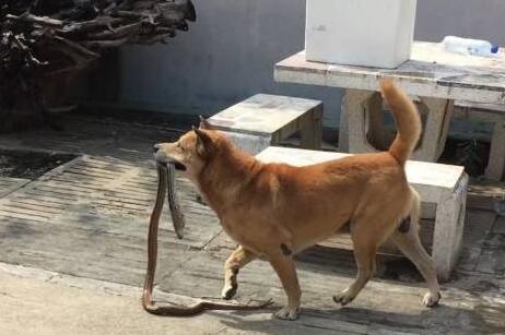 狗狗一直在后院犬吠，主人靠近看清它嘴里叼的东西后捏了把冷汗 