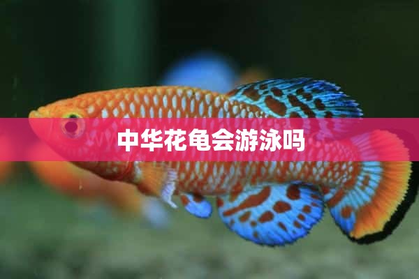 中华花龟会游泳吗