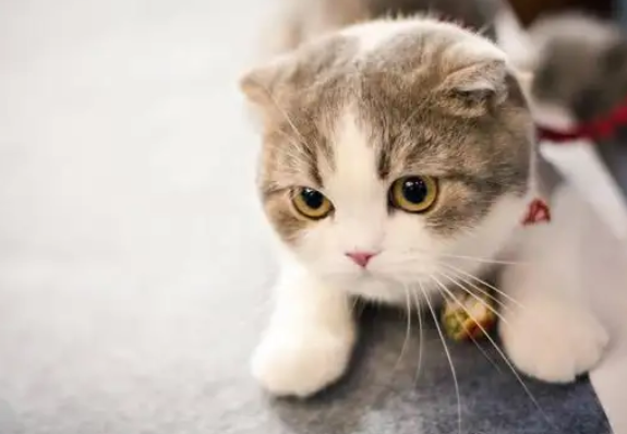 折耳猫为什么不能养？这篇文章给你答案