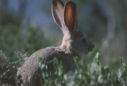 国家保护动物塔里木兔，价格你知道吗？