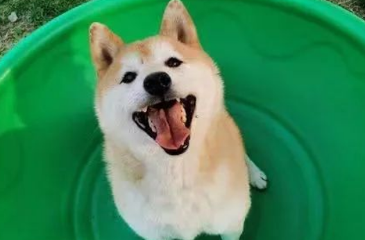 消失的主人，拍卖的16万，一只网红柴犬被遗弃的半生