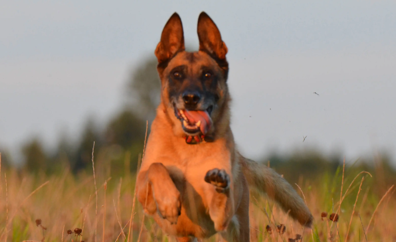如何饲养比利时玛利诺犬？一文带你快速入门！
