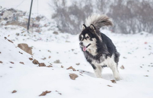 阿拉斯加犬怎么看纯不纯 阿拉斯加犬是不是纯种查看技巧1