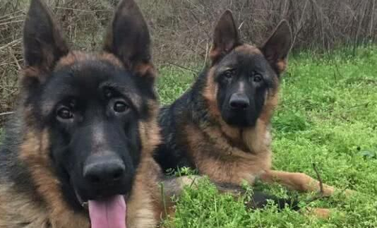 智商很高的牧羊犬，大家喜欢吗？