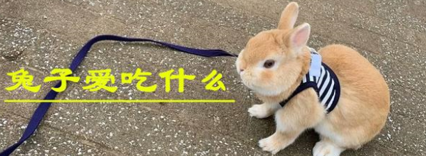 兔子吃什么？这些食材很常见，收藏后可自制兔粮啦