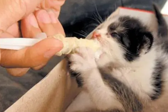 猫咪益生菌怎么吃？注意这几点，以免影响使用效果