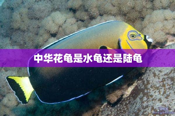 中华花龟是水龟还是陆龟