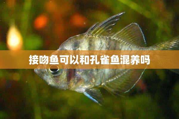 接吻鱼可以和孔雀鱼混养吗