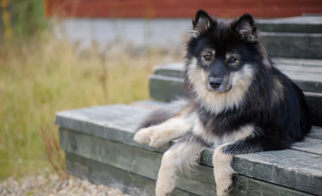 不知道如何挑选芬兰拉普猎犬？那这篇文章值得收藏