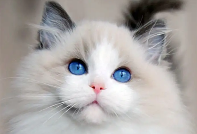 想知道布偶猫的祖先是什么猫？我来告诉你答案！