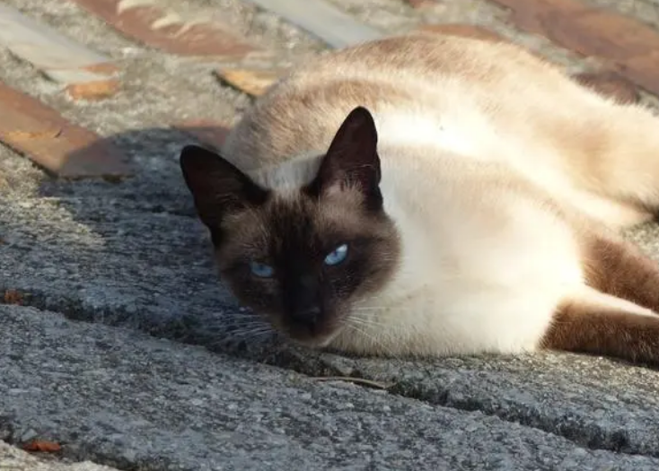 养猫笔记：猫拉稀益生菌怎么吃才正确