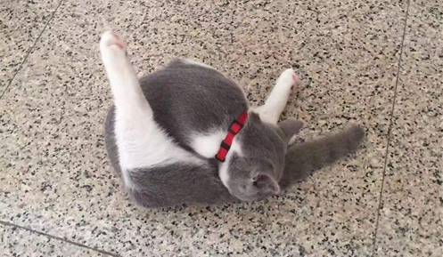 英国短毛猫犯错，应该这样惩罚它！