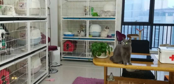猫舍是什么