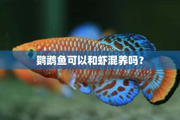 鹦鹉鱼可以和虾混养吗？