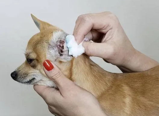 狗狗身上5个地方洗不干净，当心疾病找上门！
