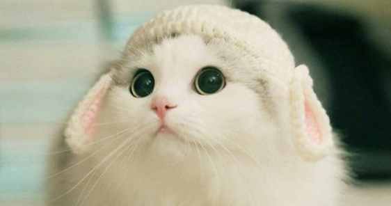 给流浪猫喂食，它能记住你吗?