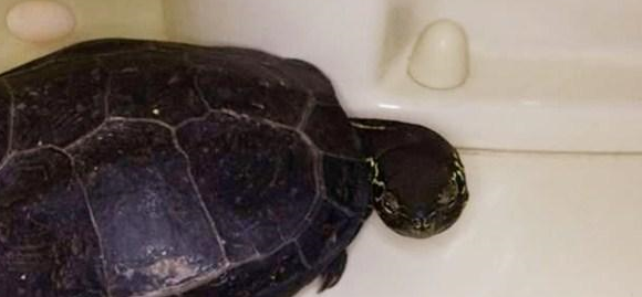 乌龟下了些蛋以为能比鸡蛋美味，几分钟后却下不去口了