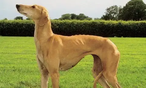 怎样挑选灵缇犬？这些技巧要牢记！