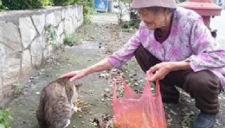 88岁老奶奶18年来不间断餵食流浪猫狗，只因不忍心它们挨饿 
