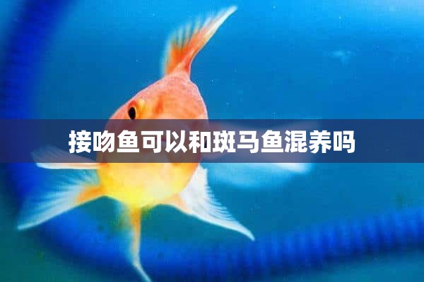 接吻鱼可以和斑马鱼混养吗