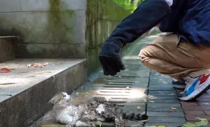 面对救助，饱受伤害的猫咪满是惶恐