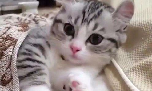 养猫二三事：猫窝臭了喷香水猫咪会中毒吗