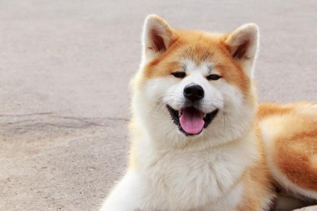 几个月大的秋田犬可以开始训练？不清楚的快来看看！