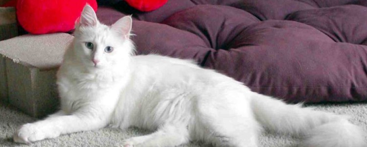 猫能跳多高的栏杆 这种你无法想象的高度，它随便就可以的