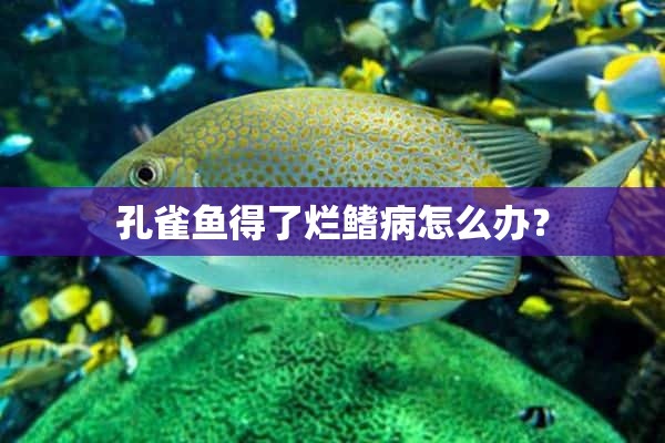 孔雀鱼得了烂鳍病怎么办？