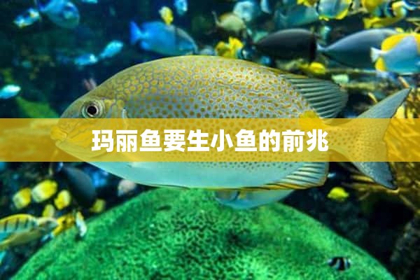 玛丽鱼要生小鱼的前兆