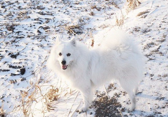 银狐犬怎么看纯不纯 纯种银狐犬辨认方法1