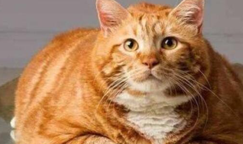 蓝猫和橘猫生出什么猫，你见过吗