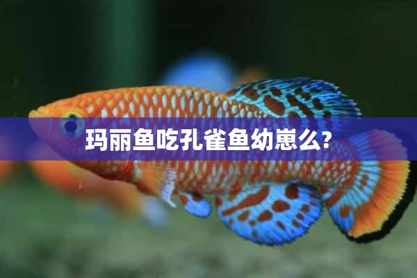 玛丽鱼吃孔雀鱼幼崽么?