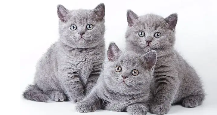 想让英短猫吃得营养健康？这篇猫粮挑选指南，一定要收好！