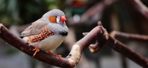 斑胸草雀是国家保护动物吗？生活习性有哪些？