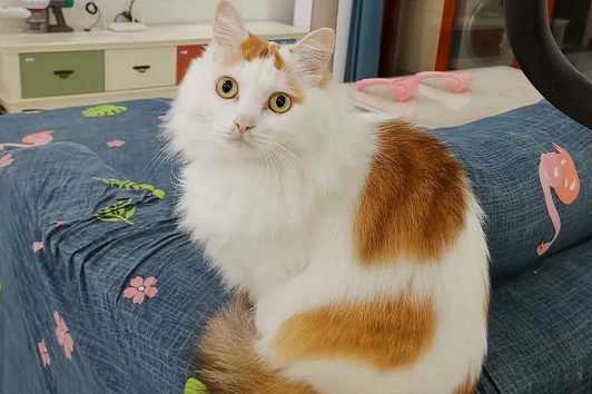 猫知识：长毛三花猫是什么品种？