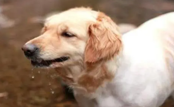 狗狗耳螨药多久滴一次