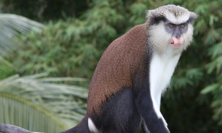 矫健灵活的白额长尾猴，你了解多少？