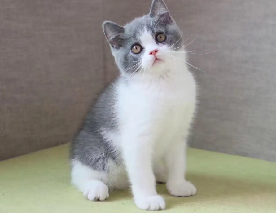 训练英国短毛猫不咬人，很有必要！
